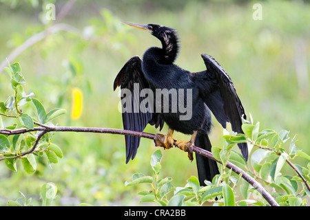 Anhinga (Anhinga Anhinga), Florida Stockfoto