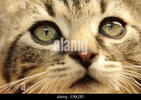 Closeup Aufnahme von niedlichen kleinen Kätzchen Gesicht. Stockfoto