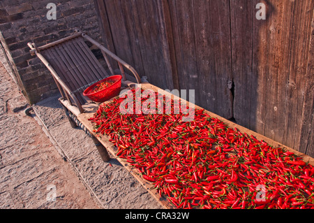 Rote Chilis trocknen in der Sonne - Dazhai Village, Provinz Shanxi, China Stockfoto