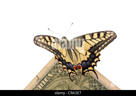 Schmetterling Papilio Machaon sitzt auf einem US-dollar Stockfoto