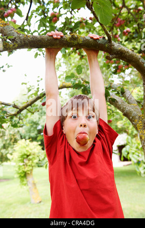 Junge mit Apfel im Mund spielen im Obstbaum Stockfoto