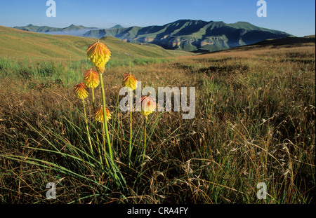 Red Hot poker Blumen (kniphofia uvaria) und hoher Höhe Grünland, Golden Gate National Park, Freistaat, Südafrika Stockfoto