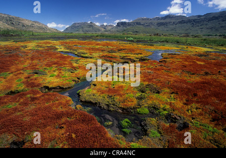 Cedarberg Wilderness Area, bunte Moose wachsen in vlei, Northern Cape, Südafrika Stockfoto