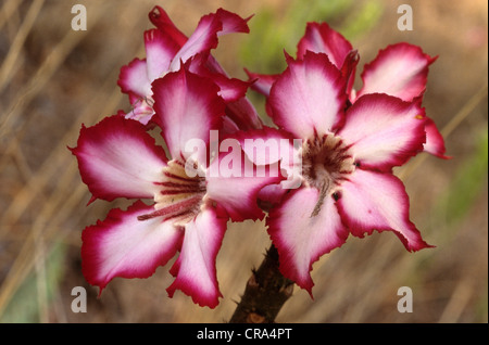 Impala Lily (adeniums Multiflorum), Krüger Nationalpark, Südafrika Stockfoto