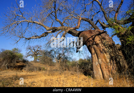 Affenbrotbaum (Adansonia digitata), Krüger Nationalpark, Südafrika Stockfoto