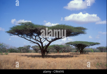 Regenschirm Thorn (Acacia tortillis), mkuze game reserve Kwazulu - Natal, Südafrika Stockfoto