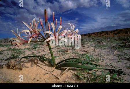 Kalahari Szene, vlei Lily (nerina laticoma), die in der Blume nach dem ersten Sommer Regen, Kgalagadi Transfrontier Park, Südafrika Stockfoto