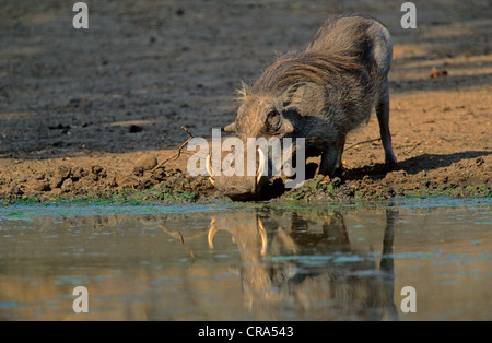 Warzenschwein (Phacochoerus Aethipicus), große männlich, Krüger Nationalpark, Südafrika, Afrika Stockfoto