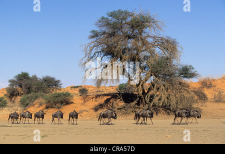 Streifengnu (connochaetes Taurinus), Herde in nossob Tal, Kgalagadi Transfrontier Park, Kalahari, Südafrika, Afrika Stockfoto