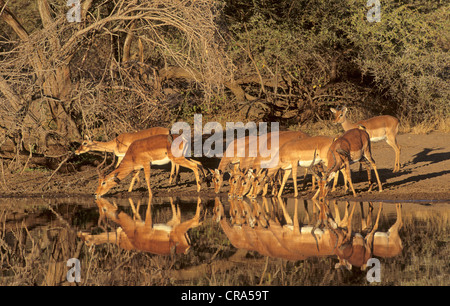Impala (Aepyceros melampus), Herde, das Trinken an Wasserloch, Krüger Nationalpark, Südafrika Stockfoto