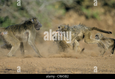 Chacma Paviane (papio ursinus), Truppen kämpfen, Krüger Nationalpark, Südafrika Stockfoto