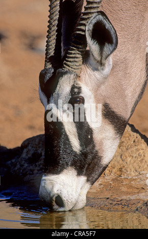 Oryx (Oryx gazella), Trinken, Kgalagadi Transfrontier Park, Kalahari, Südafrika Stockfoto