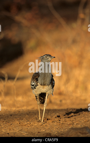 Kori bustard (ardeotis Kori), die Afrika schwersten fliegenden Vogel, Krüger Nationalpark, Südafrika Stockfoto