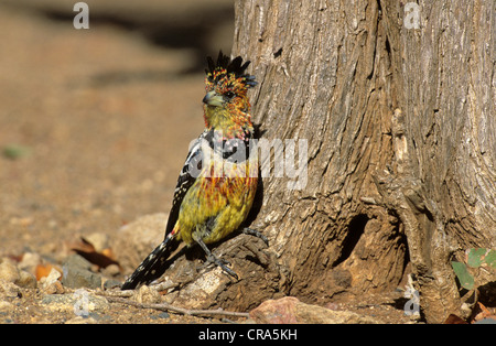 Crested Barbet (trachyphonus vaillantii), Krüger Nationalpark, Südafrika Stockfoto