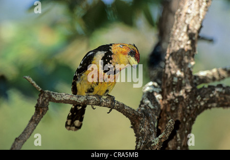 Crested Barbet (trachyphonus vaillantii), Krüger Nationalpark, Südafrika Stockfoto