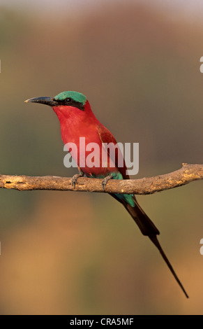 Südliche carmine Bienenfresser (merops nubicoides), Okavango Delta, Botswana, Afrika Stockfoto