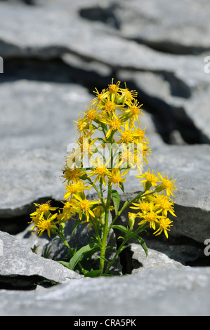 Goldrute - Solidago Virgaurea wachsen in Kalkstein Pflaster auf The Burren, Irland Stockfoto