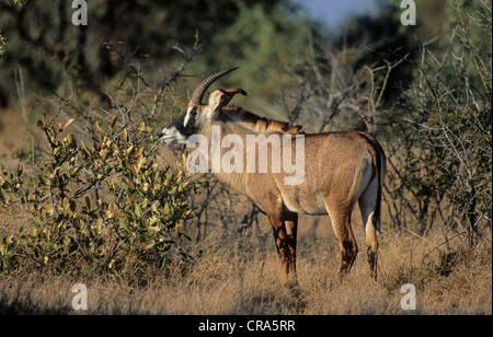 Pferdeantilope (hippotragus Equinus), Krüger Nationalpark, Südafrika, Afrika Stockfoto