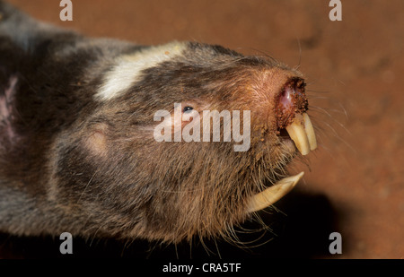 Damaraland Maulwurf, Ratte oder damaraland blesmol (cryptomys damerensis), Northern Cape, Südafrika, Afrika Stockfoto