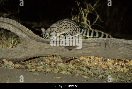 Kap genet oder große - gefleckte Ginsterkatze (genetta tigrina), nachtaktive Arten, Krüger Nationalpark, Südafrika, Afrika Stockfoto