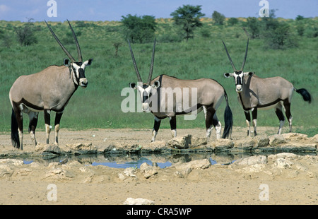 Oryx (Oryx gazella), Trinken am Wasserloch, Kgalagadi Transfrontier Park, Kalahari, Südafrika, Afrika Stockfoto