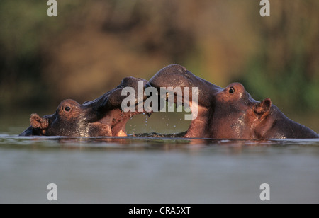 Flusspferd (hippopotamus amphibius), kämpfende Männer, Krüger Nationalpark, Südafrika, Afrika Stockfoto