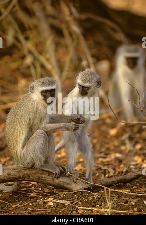 Meerkatze (chlorocebus pygerythrus), weibliche Erwachsene und junge, Krüger Nationalpark, Südafrika, Afrika Stockfoto