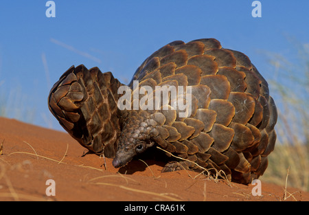 Boden Pangolin, temminck pangolin oder Cape Schuppentier (Manis temminckii), Kgalagadi Transfrontier Park, Kalahari, Südafrika Stockfoto