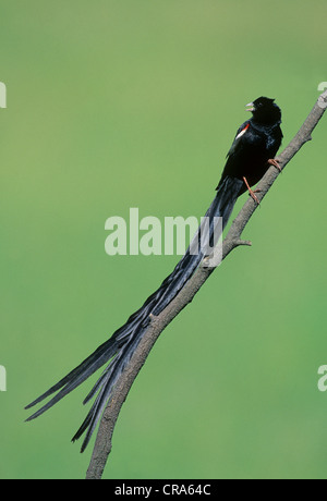 Long-tailed widowbird (euplectes progne), Midmar Nature Reserve, Kwazulu - Natal, Südafrika, Afrika Stockfoto