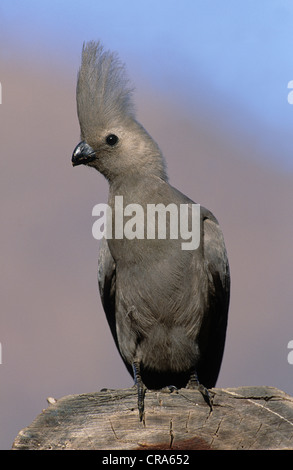 Grau-weg-bird (corythaixoides concolor), Krüger Nationalpark, Südafrika, Afrika Stockfoto