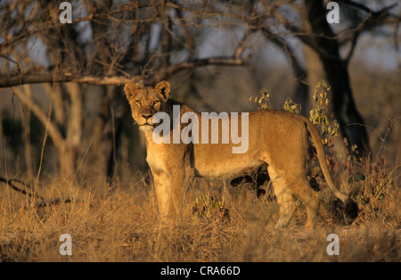 Löwin (Panthera leo), Sabi Sabi, Krüger Nationalpark, Südafrika, Afrika Stockfoto