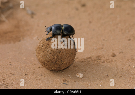 Flightless dung Beetle (circellium Bacchus), Addo Elephant National Park, Südafrika, Afrika Stockfoto