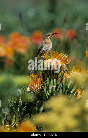 Cape sugarbird (promerops cafer), Fütterung auf Baum nadelkissen Protea (leucospermum conocarpodendron), Helderberg Nature Reserve Stockfoto