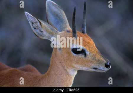 Steinböckchen (raphicerus Campestris), männlich, Krüger Nationalpark, Südafrika, Afrika Stockfoto