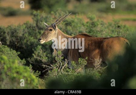 Elenantilope (taurotragus Oryx), De Hoop Nature Reserve, Western Cape, Südafrika, Afrika Stockfoto