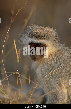 Meerkatze (chlorocebus pygerythrus), Krüger Nationalpark, Südafrika, Afrika Stockfoto