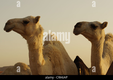 Zwei Creme Kamele in ihrem Gehege. Genommen auf der roten Sand Wüste, Riyadh, Saudi Arabien Stockfoto