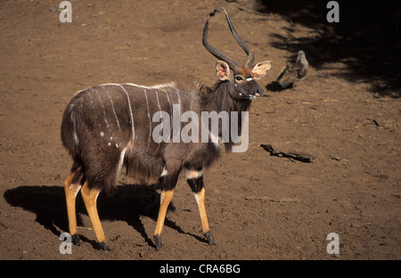 Nyala (tragelaphus angasii), männlich, mkuze Game Reserve, Südafrika, Afrika Stockfoto