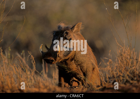 Warzenschwein (phacochoerus Africanus), Krüger Nationalpark, Südafrika, Afrika Stockfoto