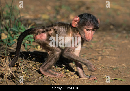 Chacma baboon (papio ursinus), Jungen, Krüger Nationalpark, Südafrika, Afrika Stockfoto