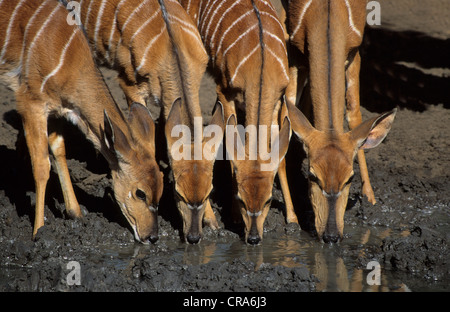 Nyala (Tragelaphus Angasii), erwachsenes Weibchen und junge, Mkuze Game Reserve, KwaZulu-Natal, Südafrika, Afrika Stockfoto