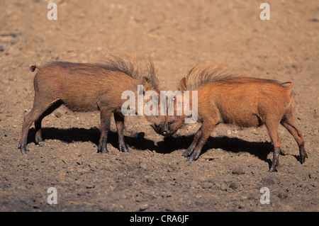 Warzenschwein (phacochoerus Africanus), zwei Jungen spielen, mkuze game reserve Kwazulu - Natal, Südafrika, Afrika Stockfoto
