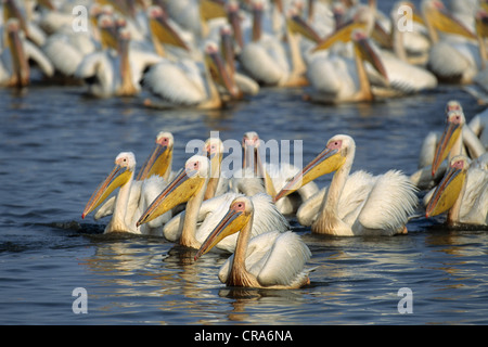 Great White Pelican (pelecanus onocrotalus), große Herde, mkuze Game Reserve, Zululand, Kwazulu - Natal, Südafrika, Afrika Stockfoto