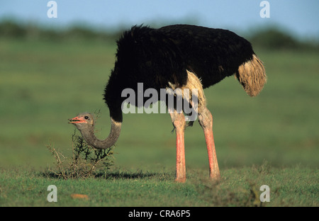 Gemeinsame Strauß (Struthio camelus), Addo Elephant National Park, Südafrika, Afrika Stockfoto