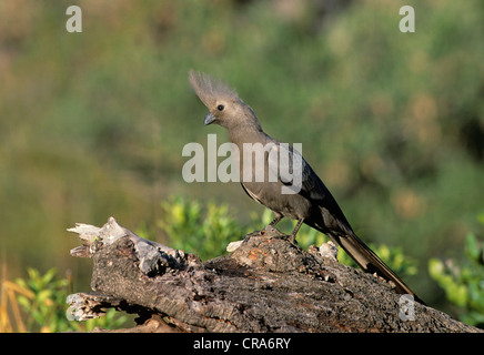 Grau-weg-bird (corythaixoides concolor), Krüger Nationalpark, Südafrika, Afrika Stockfoto