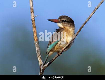 Braun - hooded Kingfisher (Halcyon albiventris), Krüger Nationalpark, Südafrika, Afrika Stockfoto