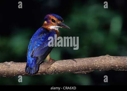 African Pygmy Kingfisher (Ispidina picta), Kwazulu - Natal, Südafrika, Afrika Stockfoto