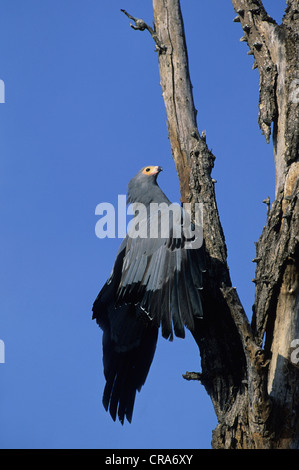 Harrier Hawk, African harrier Hawk oder polyboroides gymnogene (typus), Krüger Nationalpark, Südafrika, Afrika Stockfoto