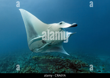 Mantarochen (Manta Birostris) mit Remora (Echeneis Naucrates) schwimmen über dem Korallenriff, Reinigungsstation, Great Barrier Reef Stockfoto