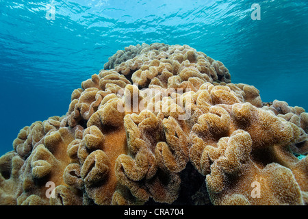 Leder Koralle (Sarcophyton SP.) am Korallenriff Great Barrier Reef, UNESCO-Weltkulturerbe, Australien, Pazifik Stockfoto